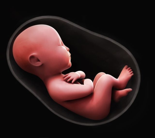 Hamile Kadınlarda Yağın Fetal Gelişimdeki Rolünü Anlamak