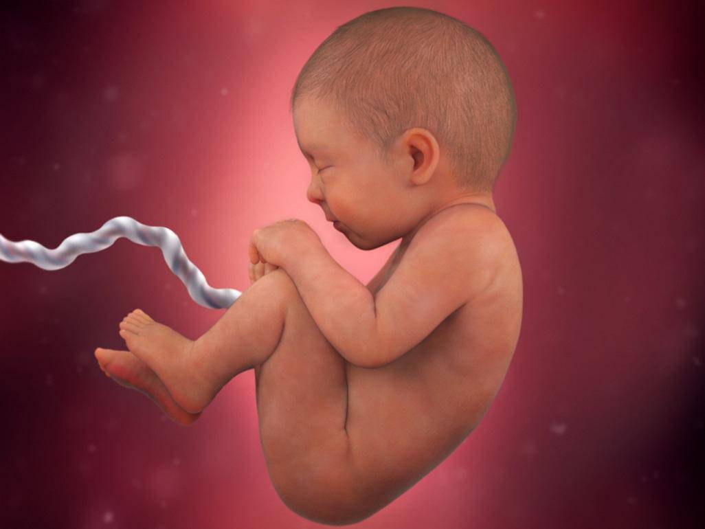 Запознаване с етапите на развитие на петте сетива на бебето в утробата