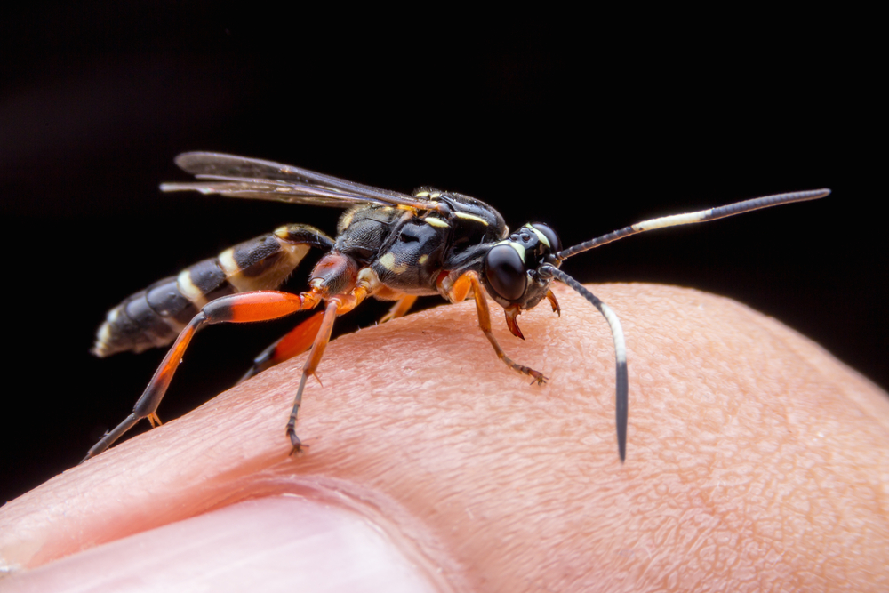 Inilah cara untuk menghilangkan sengatan lebah yang tinggal di kulit