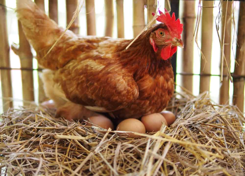 Lebih murah daripada telur biasa, adakah selamat memakan telur subur?