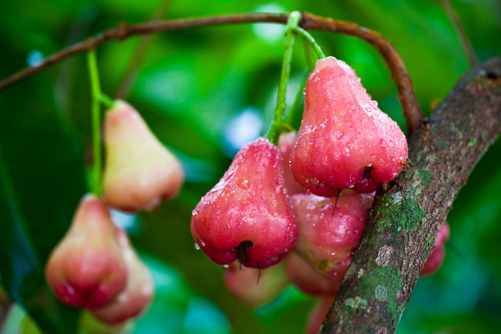 Guava'nın Vücudunuzun Sağlığı İçin 8 Faydası