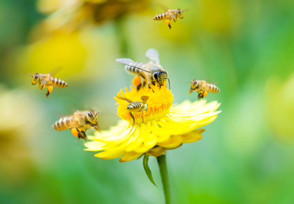 健康のためのハチ刺され療法の3つの利点、試してみませんか？