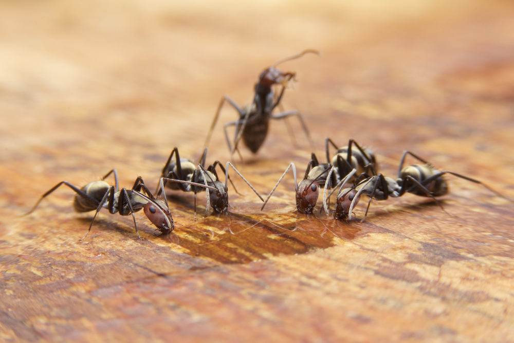 فوائد النمل الياباني لمرض السكري ، هل ثبت علميا؟