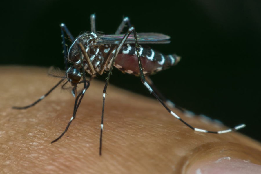 6 факта, които трябва да знаете за треската на денга