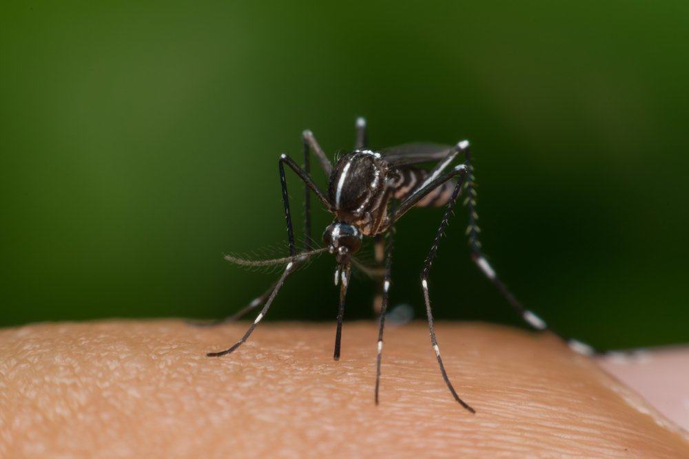 Varie domande sulla febbre dengue