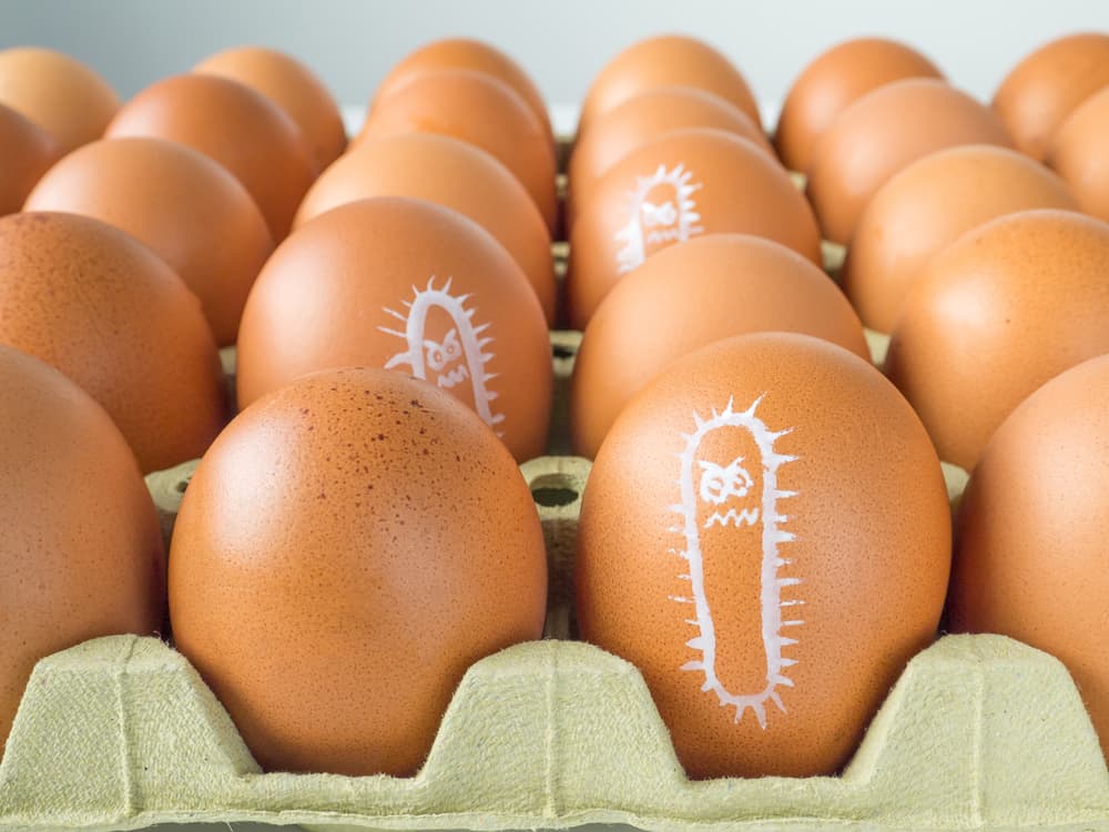 Пилешките яйца могат да бъдат замърсени със салмонела! Как да го избегнем?
