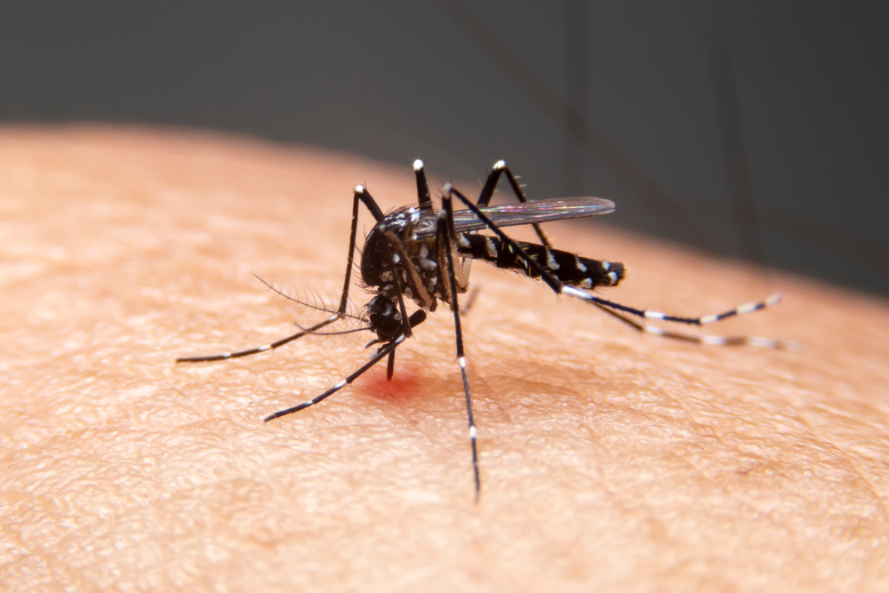Ini adalah bagaimana virus Zika menular, penyakit yang berkaitan dengan nyamuk Aedes